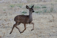 Fawn on the run