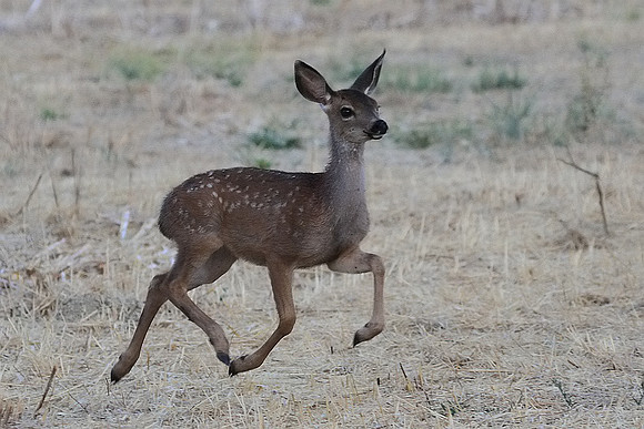 Fawn on the run