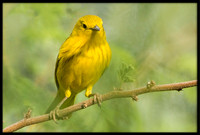 Yellow Warbler