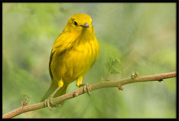 Yellow Warbler