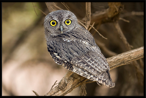 Western Screech Owlet