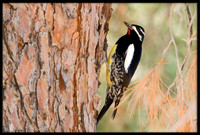 Williamson's Sapsucker