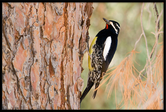 Williamson's Sapsucker