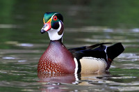 Wood Duck