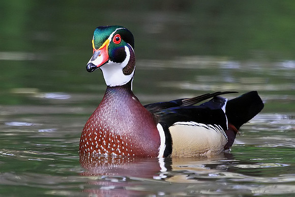 Wood Duck