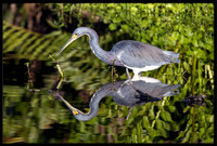 Tricolored Heron
