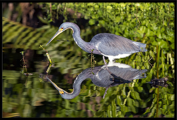 Tricolored Heron