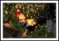 Red Junglefowl - male