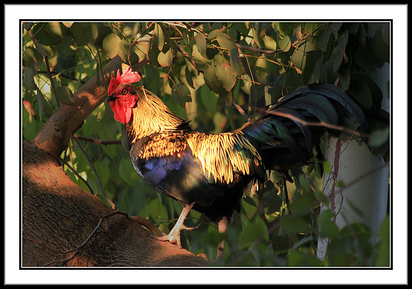 Red Junglefowl - male