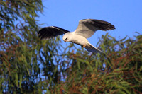 White-tailed Kite searching for prey