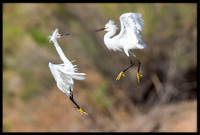 Snowy Egrets Fighting