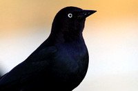 Brewer's Blackbirds
