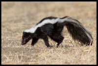Striped Skunk