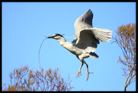 Black-crowned Night Heron with nesting material
