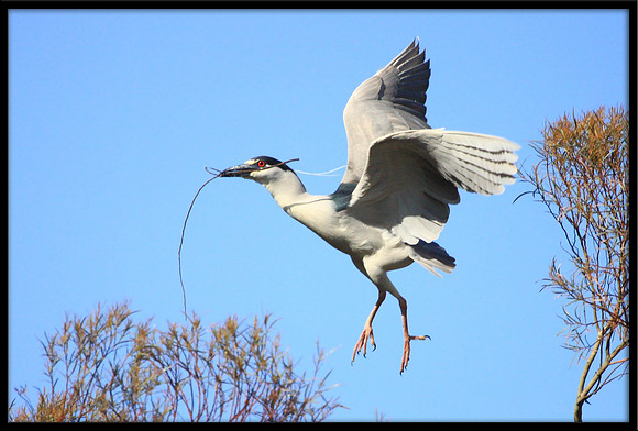 Black-crowned Night Heron with nesting material