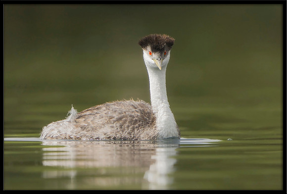 Western Grebe