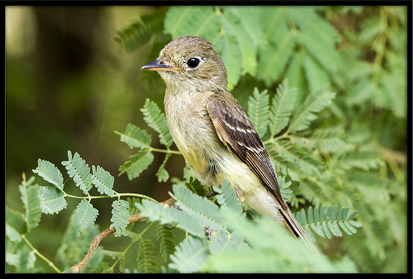 Western Flycatcher