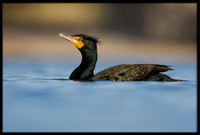 Double-crested Cormorant in breeding plumage