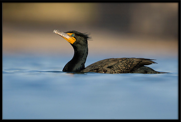 Double-crested Cormorant in breeding plumage