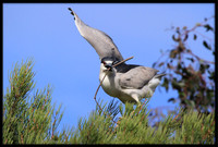 Black-crowned Night Heron with nesting material