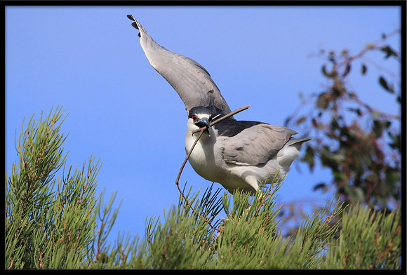 Black-crowned Night Heron with nesting material