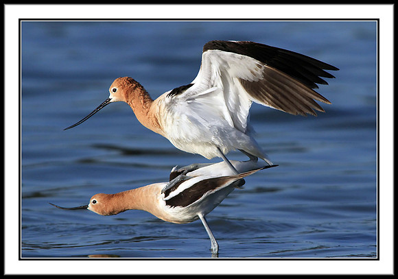 Avocets mating