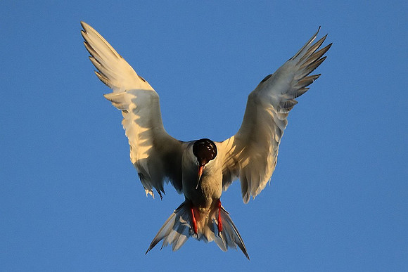 Forster's Tern