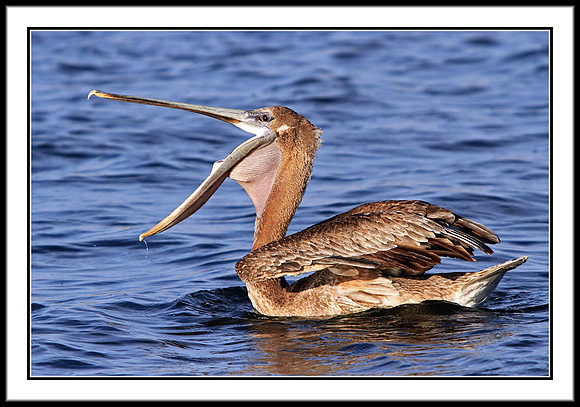 Brown Pelican
