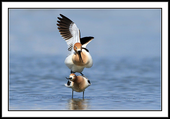 Avocets mating