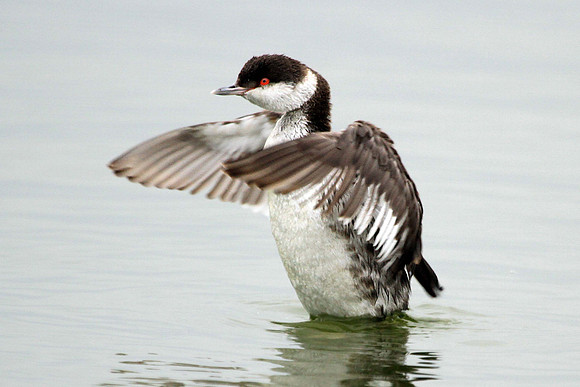 Horned Grebe