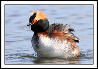 Horned Grebe