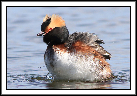 Horned Grebe