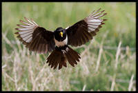 Yellow-billed Magpie