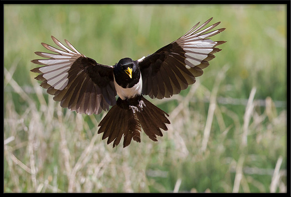 Yellow-billed Magpie
