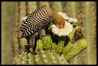 Gila Woodpecker eating nectar from cactus flower