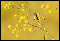 Lazuli Bunting