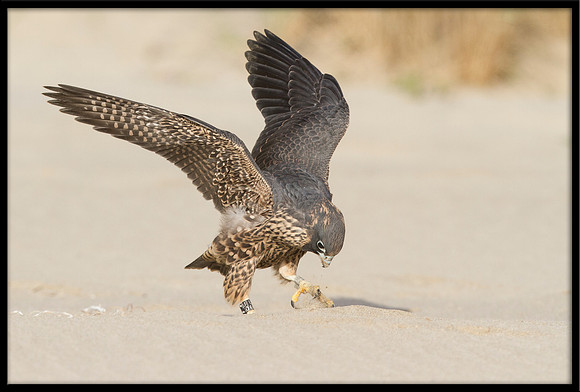 Peregrine Falcon chick