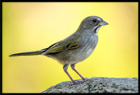 Green-tailed Towhee