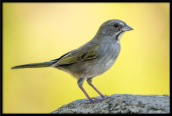 Green-tailed Towhee