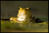 Rio Grande Leopard Frog
