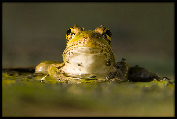 Rio Grande Leopard Frog