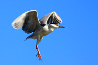 Black-crowned Night Heron