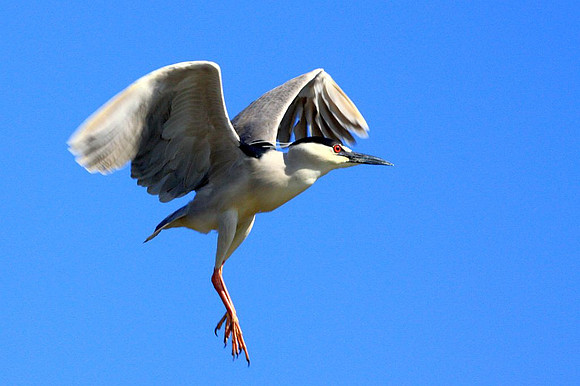 Black-crowned Night Heron