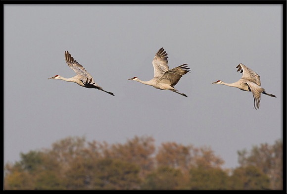 Sandhill Cranes