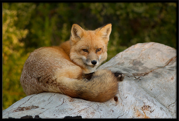 Red Fox