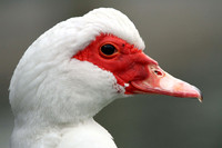 Muscovy Duck