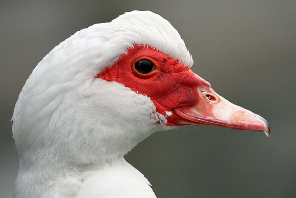 Muscovy Duck