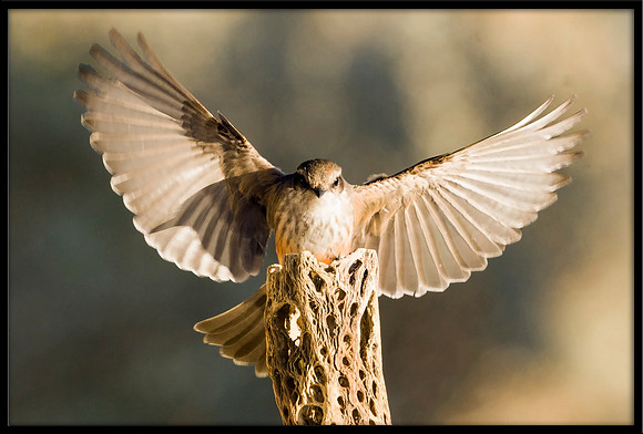 Vermilion Flycatcher