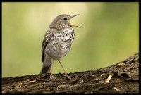 Hermit Thrush