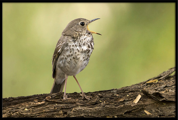 Hermit Thrush